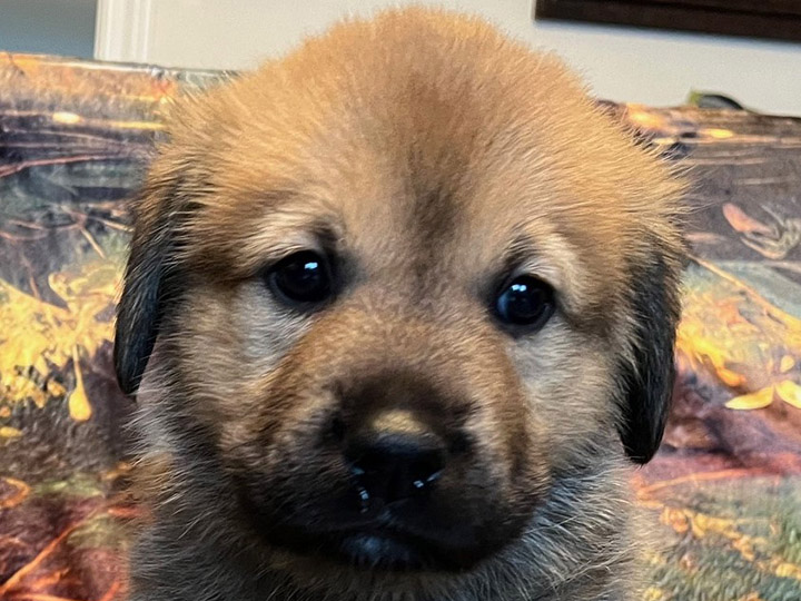 chinook puppy